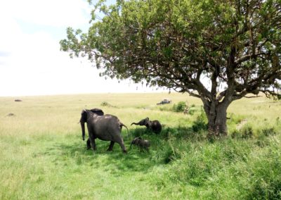 De safari en Masai Mara o Serenguetti
