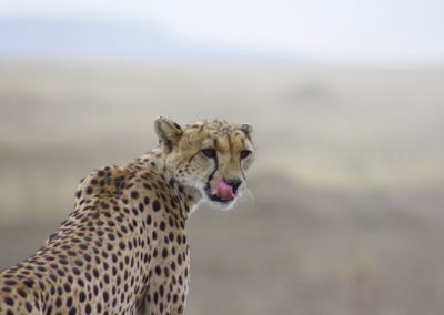 De safari en Masai Mara o Serenguetti